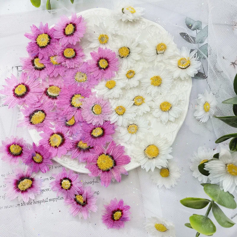 Home Decor Daisy - Натуральные прессованные цветочные лепестки, 24 шт./2-4