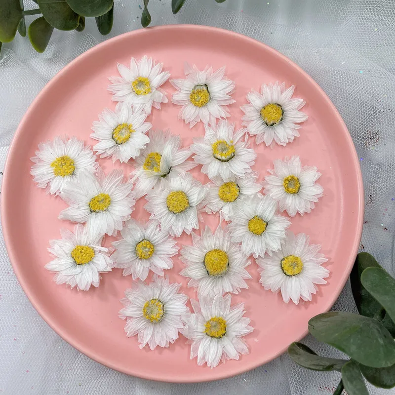 Натуральные прессованные цвето – обзор и цена Home Decor Daisy