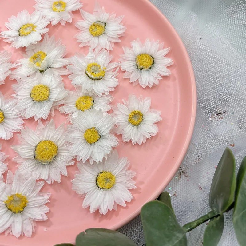 Натуральные прессованные цвето – обзор и цена Home Decor Daisy