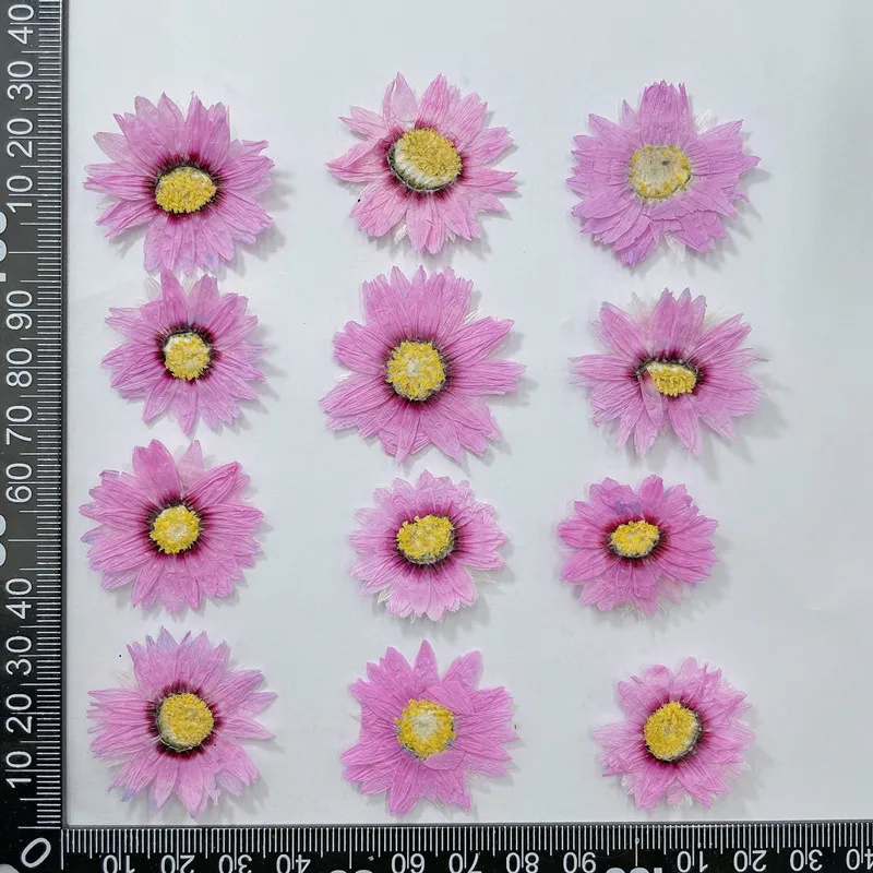 Натуральные прессованные цвето – обзор и цена Home Decor Daisy