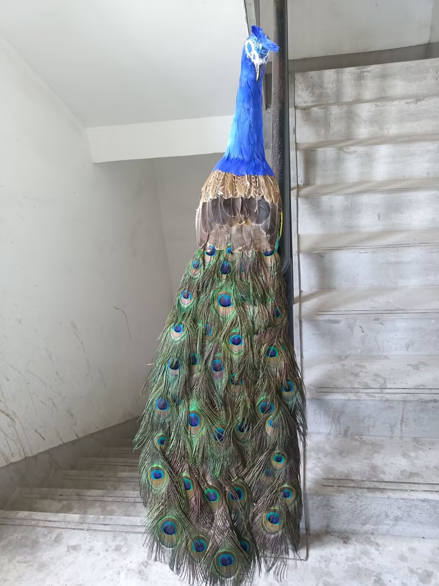 Реалистичная модель павлина 10 – обзор и цена Home Decor Design Ideas